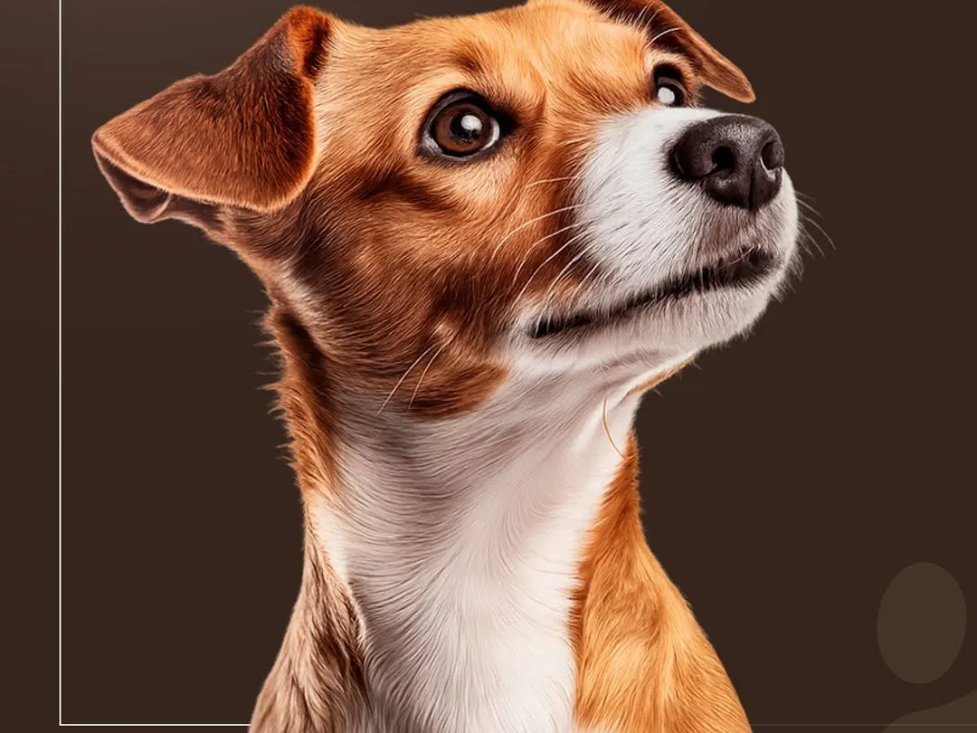 Imagem e cardiologia no Centro Veterinário Real Parque