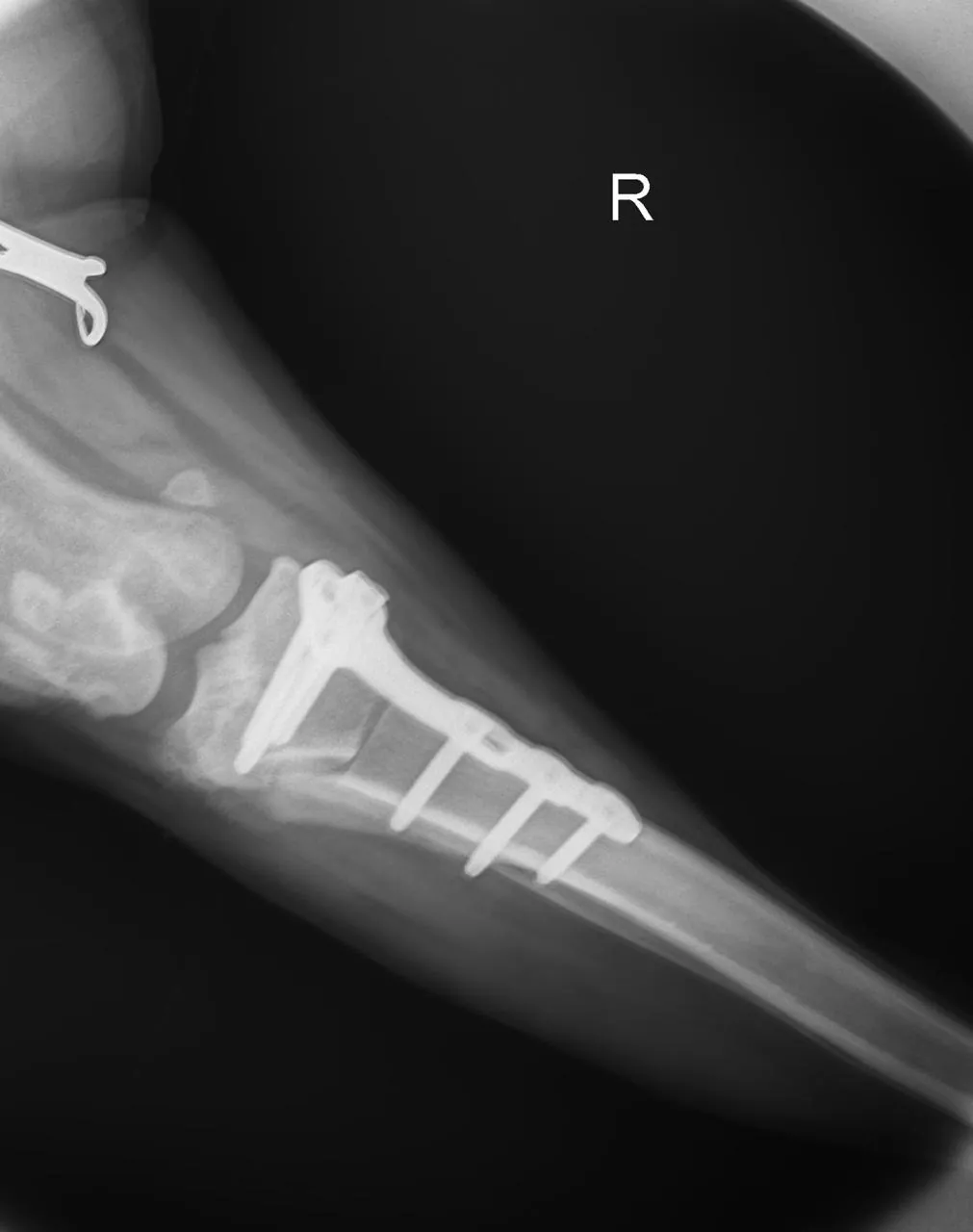 Raio-X de controle mostrando placa ortopédica na tíbia de um cão