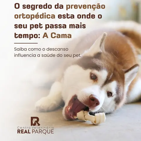 Prevenção ortopédica: a cama do seu pet