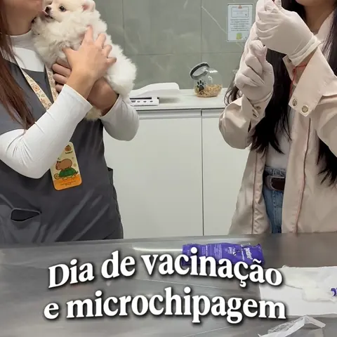 Dia de vacinação e microchipagem